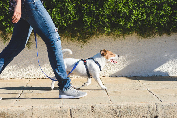 PASEO